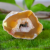 Laguna Agate
